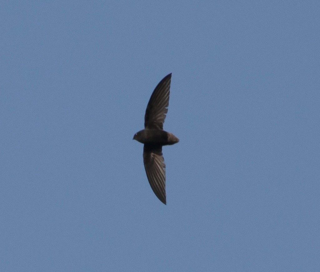 Short-tailed Swift – birdfinding.info