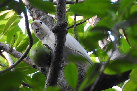 Tanimbar Corella – birdfinding.info