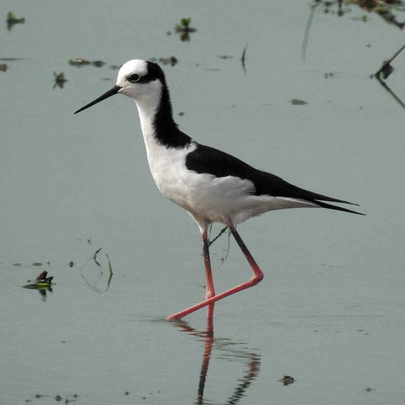 White-backed Stilt – birdfinding.info