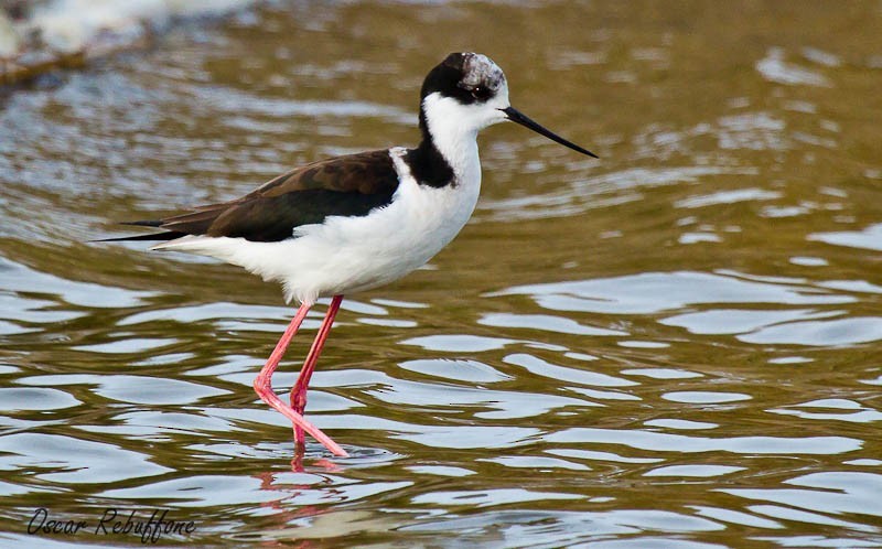 White-backed Stilt – birdfinding.info