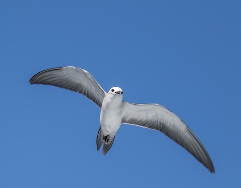 Gray Noddy – birdfinding.info