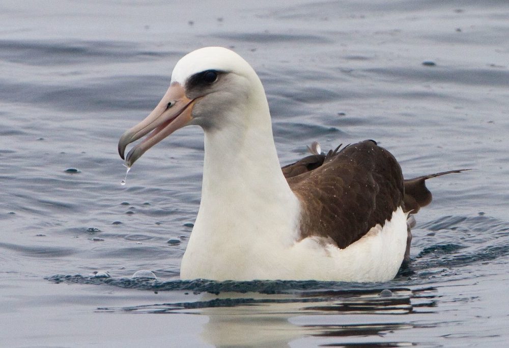 Laysan Albatross – birdfinding.info