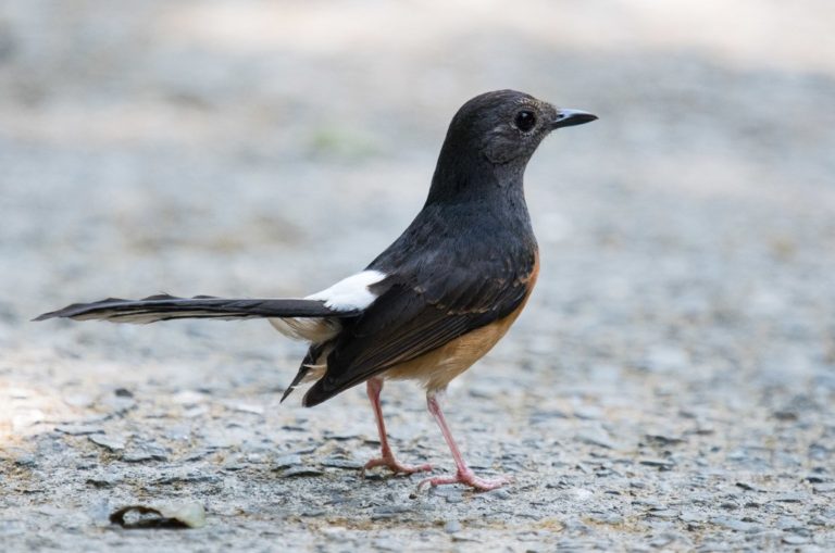 White Rumped Shama Catch Brance In Boskage.The Bird That Call