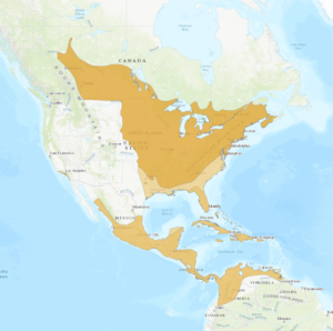 Baltimore Oriole – birdfinding.info