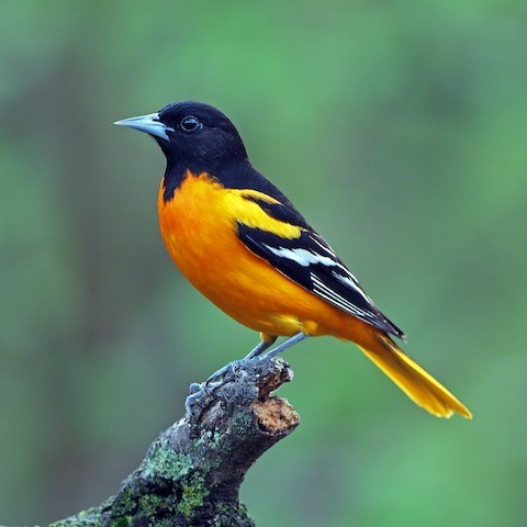Orioles of Wisconsin (2 Species to Know)