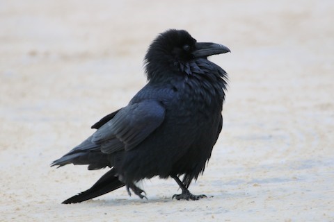 American Crow or Common Raven? St Louis County, MN. More details in  comments : r/whatsthisbird