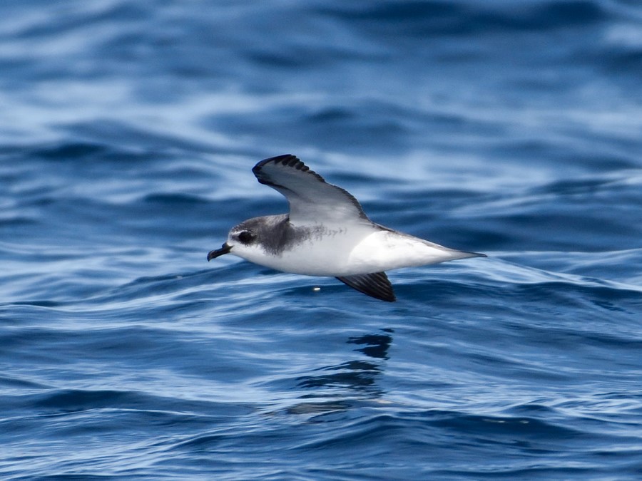 Cook’s Petrel – birdfinding.info