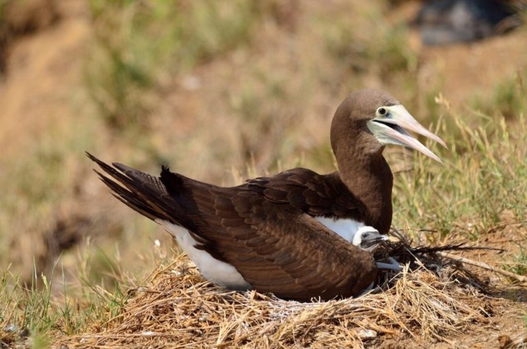 Brown Booby –