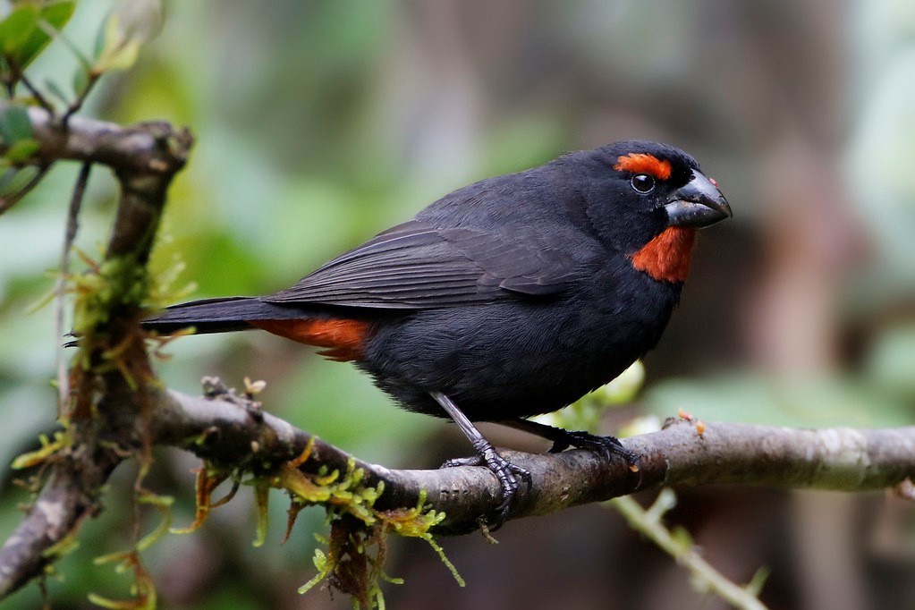 Greater Antillean Bullfinch – birdfinding.info