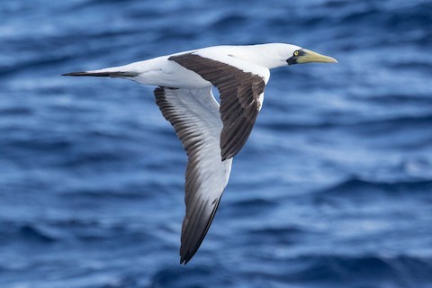 pelagic birding trips hawaii