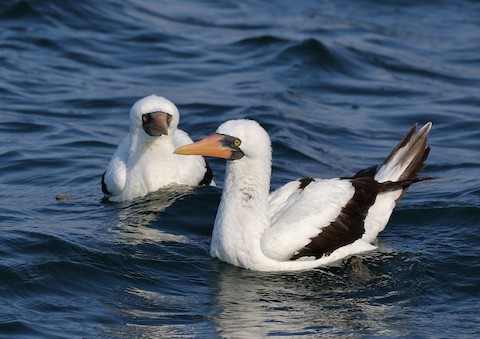 Nazca Booby –