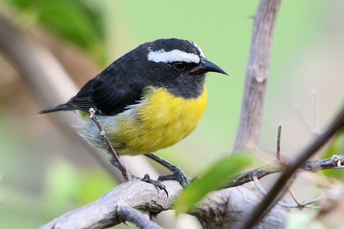 “Dimorphic Bananaquit” – birdfinding.info