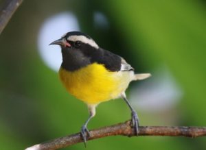 “Greater Antillean Bananaquit” – Birdfinding.info