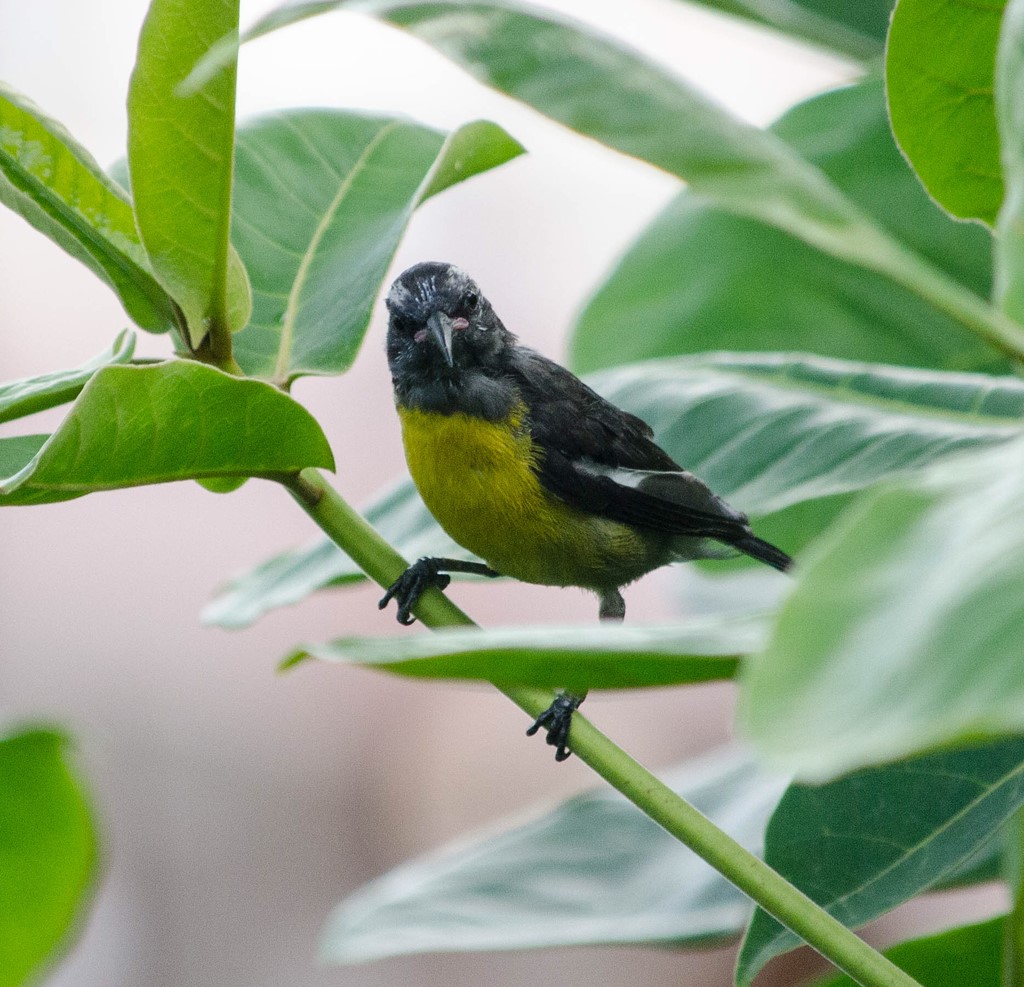 “Lesser Antillean Bananaquit” – Birdfinding.info