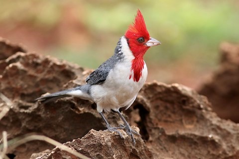 Red-crested cardinal - Wikipedia