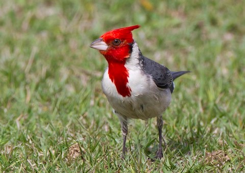 Red-crested cardinal - Wikipedia