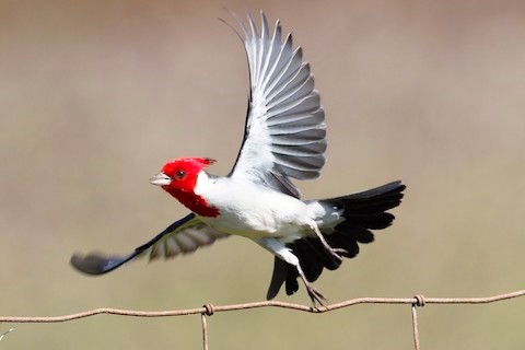 Red-crested cardinal - Wikipedia