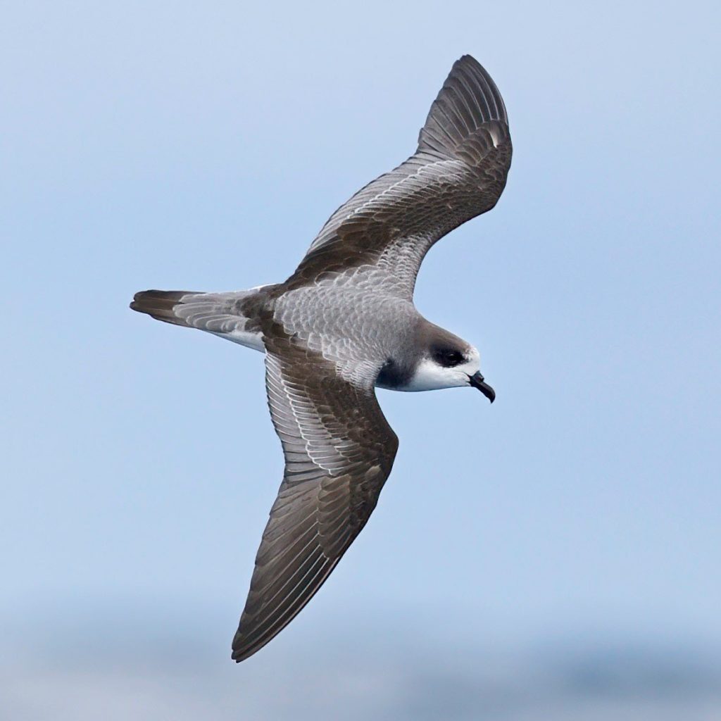 Stejneger’s Petrel – birdfinding.info