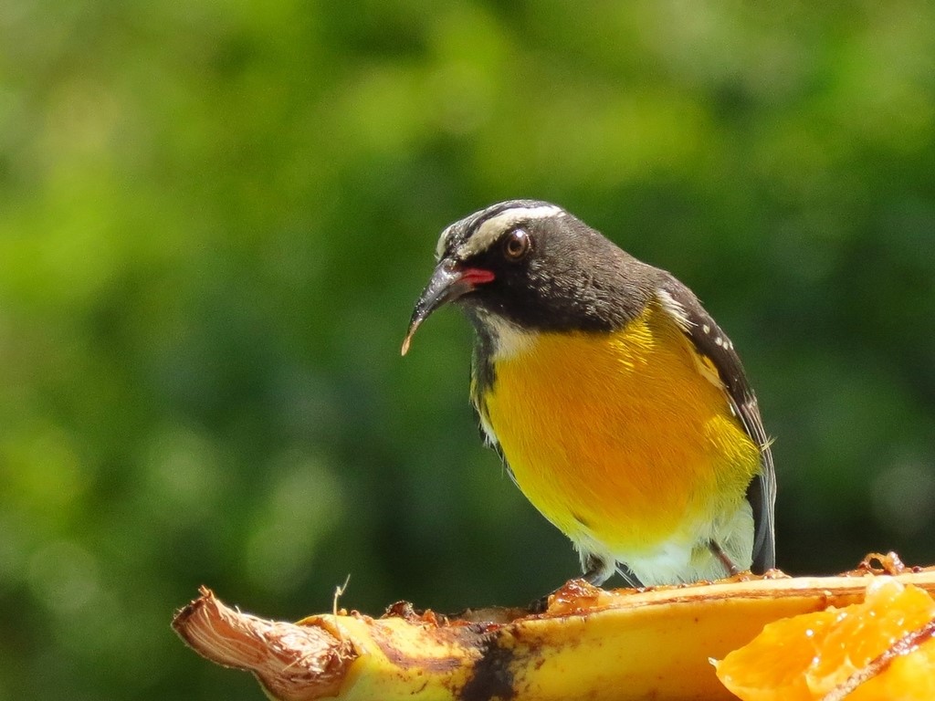 “Lesser Antillean Bananaquit” – Birdfinding.info