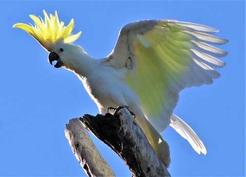 sulfur crested cockatoo