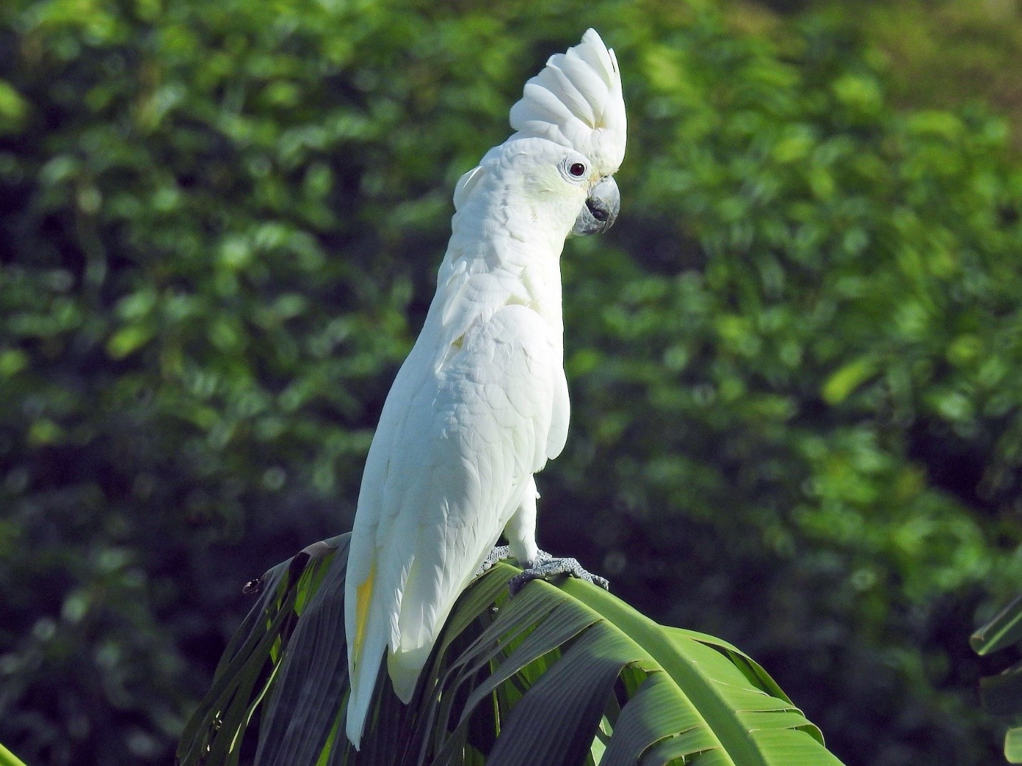 white cockatoo bird