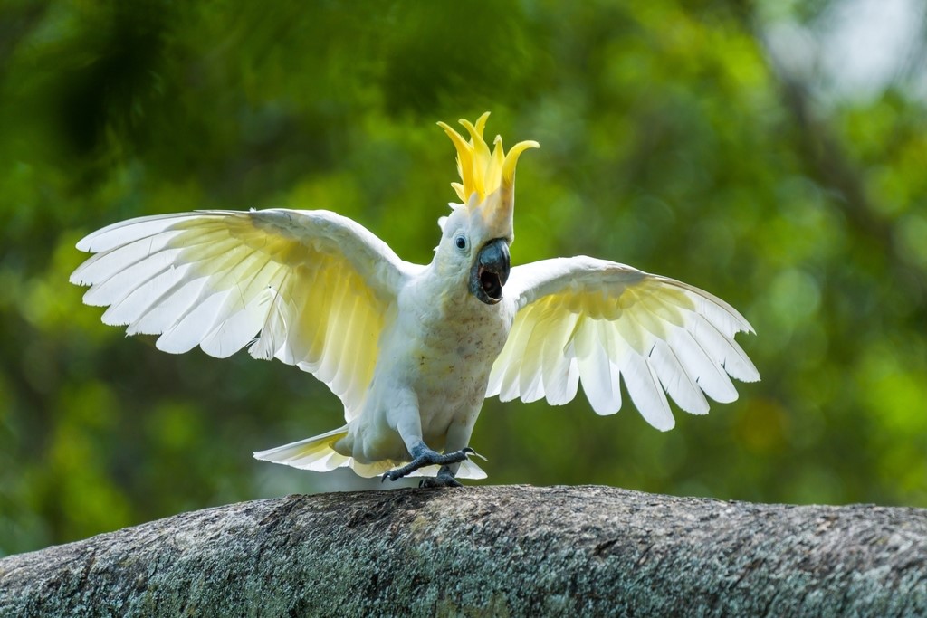 Yellow-Crested Cockatoo - wide 3