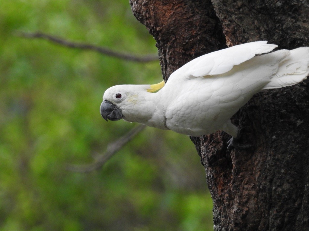 Yellow-Crested Cockatoo - wide 6