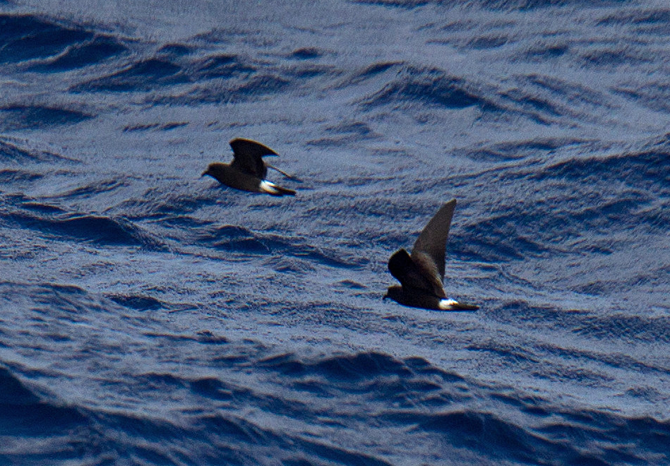 Cape Verde Storm-Petrel – Birdfinding.info