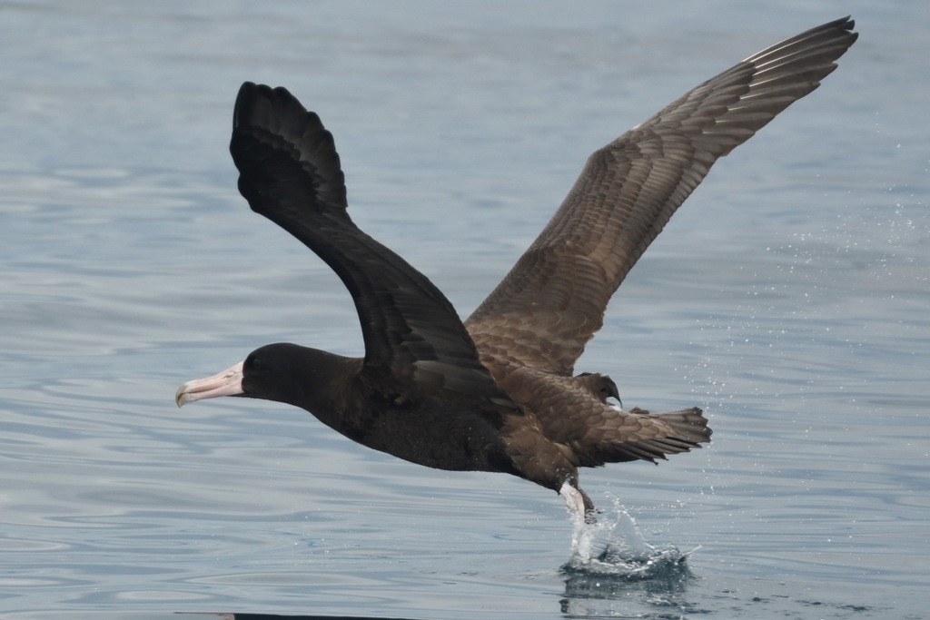 Short-tailed Albatross – Birdfinding.info