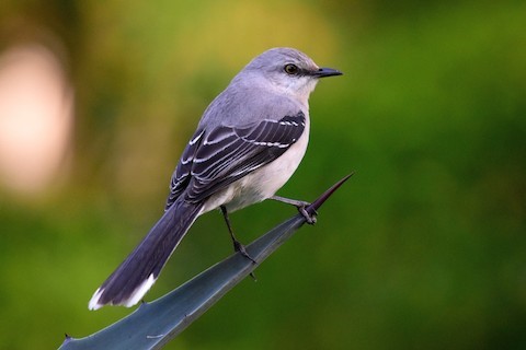 Tropical Mockingbird – birdfinding.info