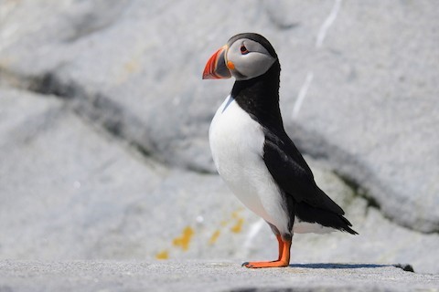 Horned Puffin Identification, All About Birds, Cornell Lab of