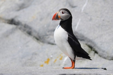 Horned Puffin - eBird