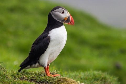 Atlantic Puffin - eBird