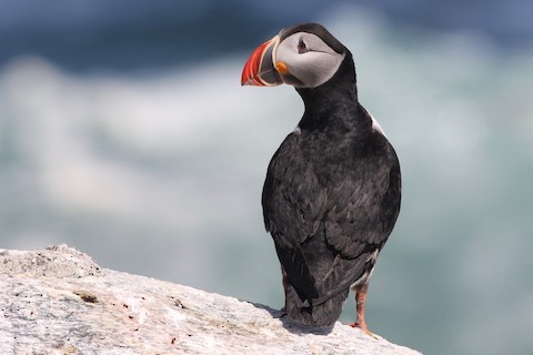 Atlantic Puffin - eBird