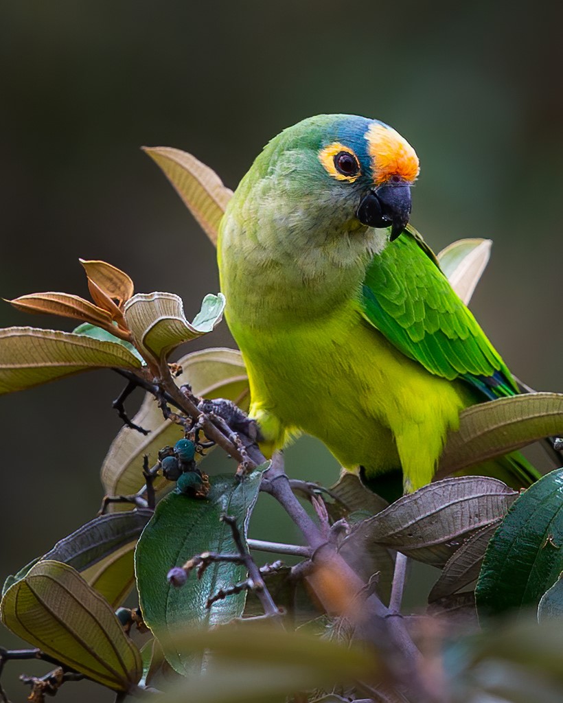 Peach-fronted Parakeet – birdfinding.info