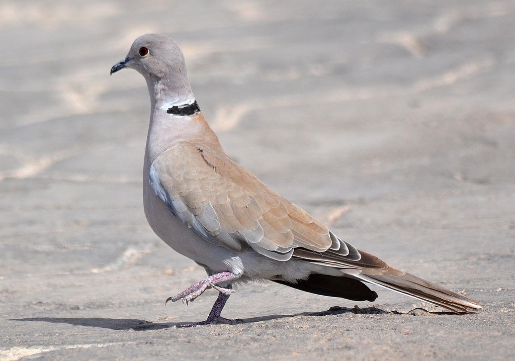 African Collared-Dove – Birdfinding.info