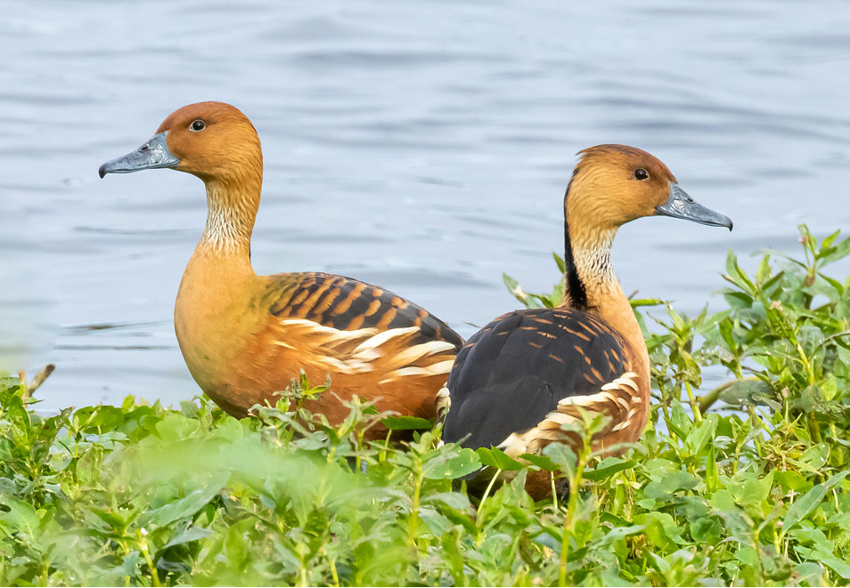 Fulvous Whistling-Duck – birdfinding.info