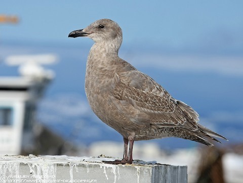 Magnolia Flowers and Glaucous-Winged Gulls in Stanley Park, BC -  WanderWisdom