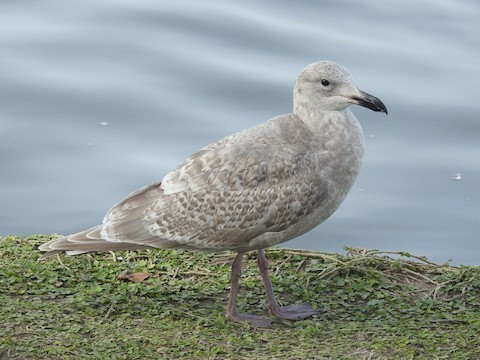 Magnolia Flowers and Glaucous-Winged Gulls in Stanley Park, BC -  WanderWisdom