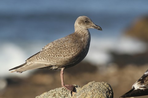 Magnolia Flowers and Glaucous-Winged Gulls in Stanley Park, BC -  WanderWisdom