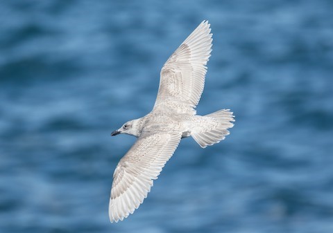 Magnolia Flowers and Glaucous-Winged Gulls in Stanley Park, BC -  WanderWisdom