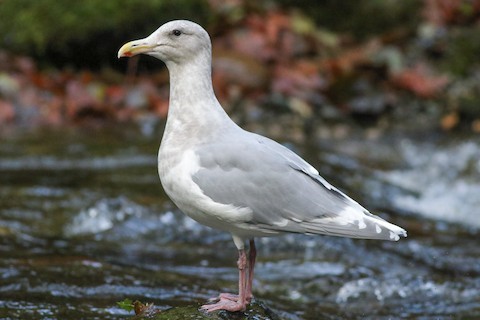 https://birdfinding.info/wp-content/uploads/2022/04/GlaucouswingedGull46.jpg