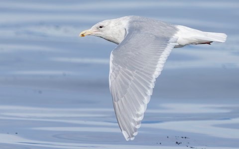 Magnolia Flowers and Glaucous-Winged Gulls in Stanley Park, BC -  WanderWisdom