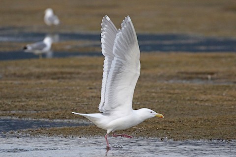 Magnolia Flowers and Glaucous-Winged Gulls in Stanley Park, BC -  WanderWisdom