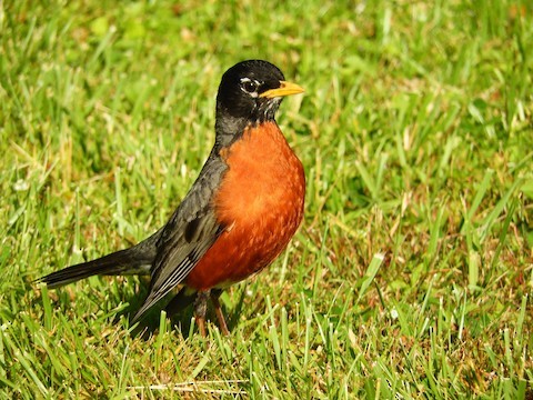 American Robin  National Geographic
