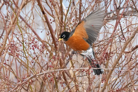 AMERICAN ROBIN  The Texas Breeding Bird Atlas