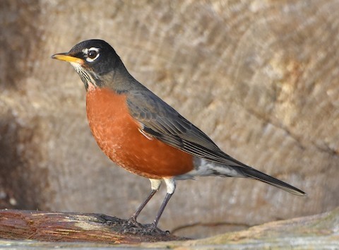 AMERICAN ROBIN  The Texas Breeding Bird Atlas