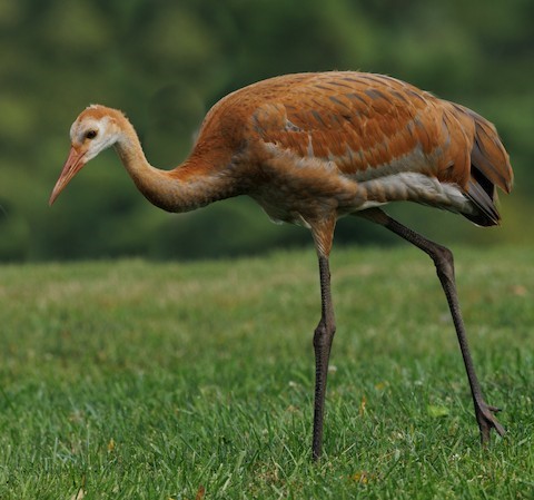 Sandhill Crane  National Geographic