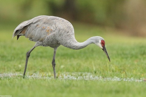 Sandhill Crane –