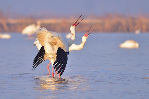 Siberian Crane - eBird